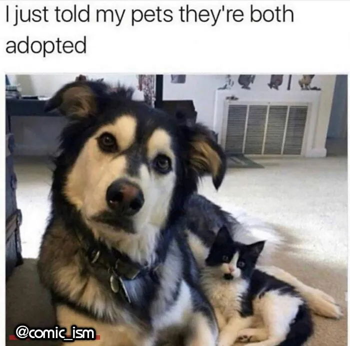 Adorable Dog Moments With Best Annotations To Brighten Your Day 
(31 Pics)