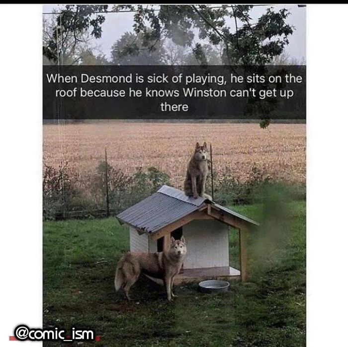 Adorable Dog Moments With Best Annotations To Brighten Your Day 
(31 Pics)