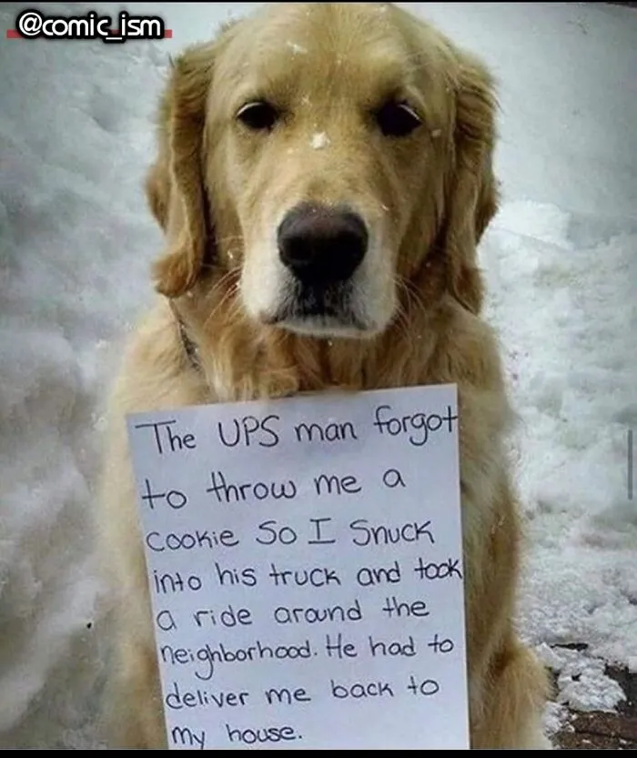 Adorable Dog Moments With Best Annotations To Brighten Your Day 
(31 Pics)