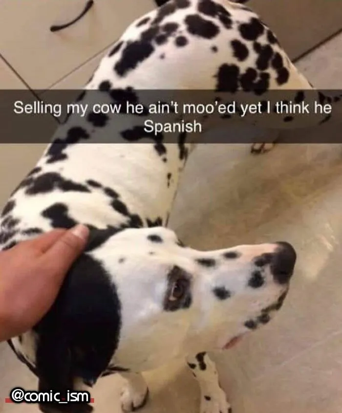 Adorable Dog Moments With Best Annotations To Brighten Your Day 
(31 Pics)