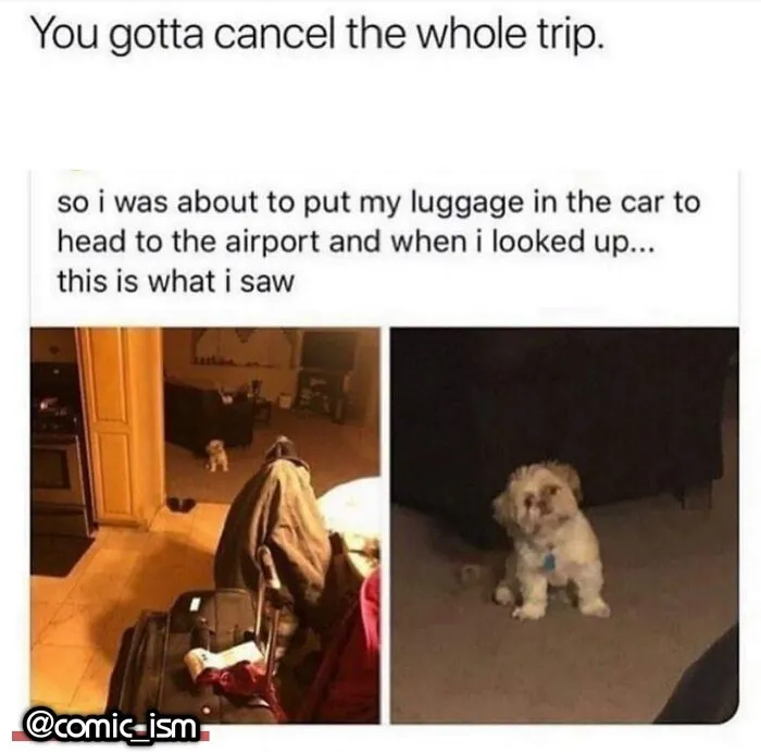 Adorable Dog Moments With Best Annotations To Brighten Your Day 
(31 Pics)
