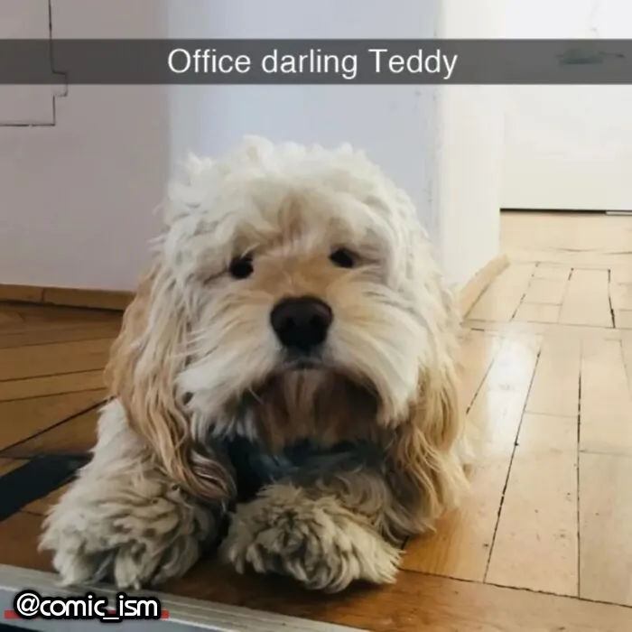 Adorable Dog Moments With Best Annotations To Brighten Your Day 
(31 Pics)