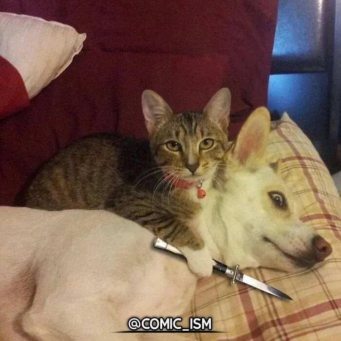31 Absolutely Adorable And Hilarious Cats That Were Sneakily Caught On Camera And Eventually End Up On 'Comicism' Instagram Page