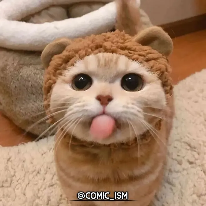 31 Absolutely Adorable And Hilarious Cats That Were Sneakily Caught On Camera And Eventually End Up On 'Comicism' Instagram Page
