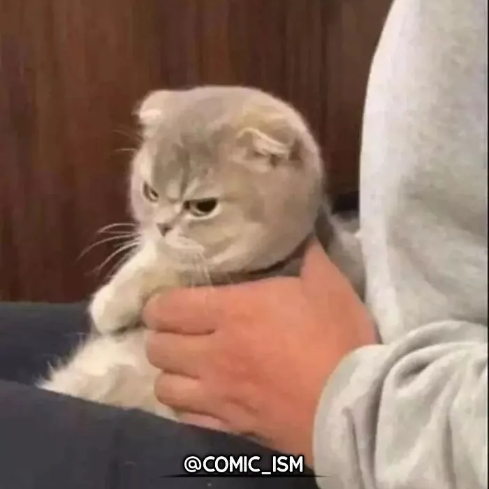 31 Absolutely Adorable And Hilarious Cats That Were Sneakily Caught On Camera And Eventually End Up On 'Comicism' Instagram Page