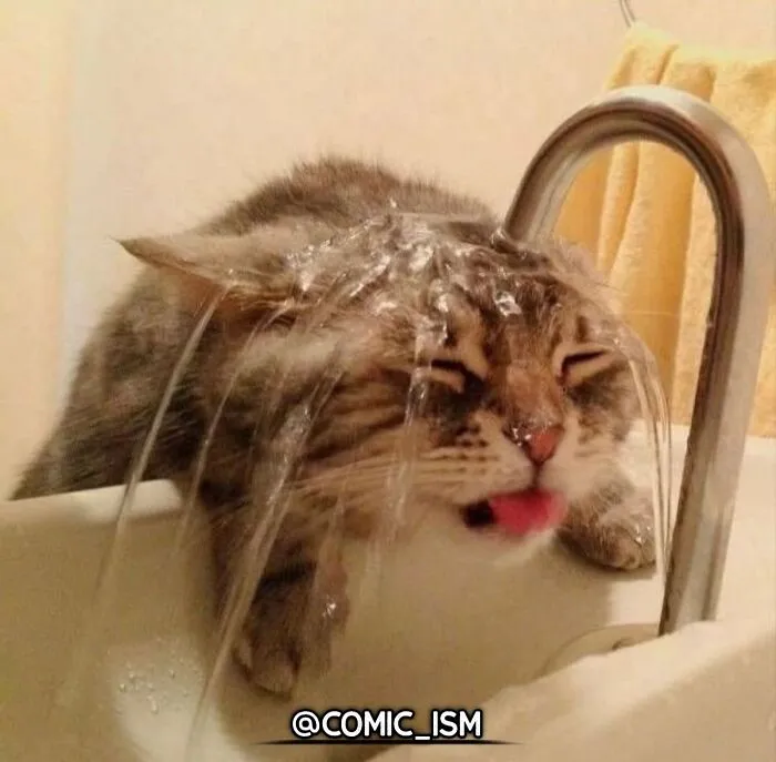 31 Absolutely Adorable And Hilarious Cats That Were Sneakily Caught On Camera And Eventually End Up On 'Comicism' Instagram Page
