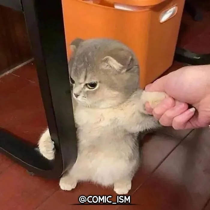 31 Absolutely Adorable And Hilarious Cats That Were Sneakily Caught On Camera And Eventually End Up On 'Comicism' Instagram Page