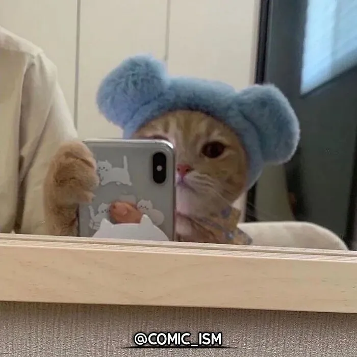 31 Absolutely Adorable And Hilarious Cats That Were Sneakily Caught On Camera And Eventually End Up On 'Comicism' Instagram Page