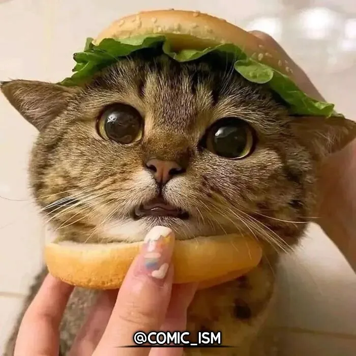 31 Absolutely Adorable And Hilarious Cats That Were Sneakily Caught On Camera And Eventually End Up On 'Comicism' Instagram Page