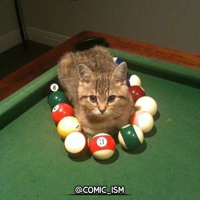 31 Absolutely Adorable And Hilarious Cats That Were Sneakily Caught On Camera And Eventually End Up On 'Comicism' Instagram Page