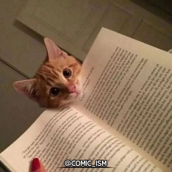 31 Absolutely Adorable And Hilarious Cats That Were Sneakily Caught On Camera And Eventually End Up On 'Comicism' Instagram Page