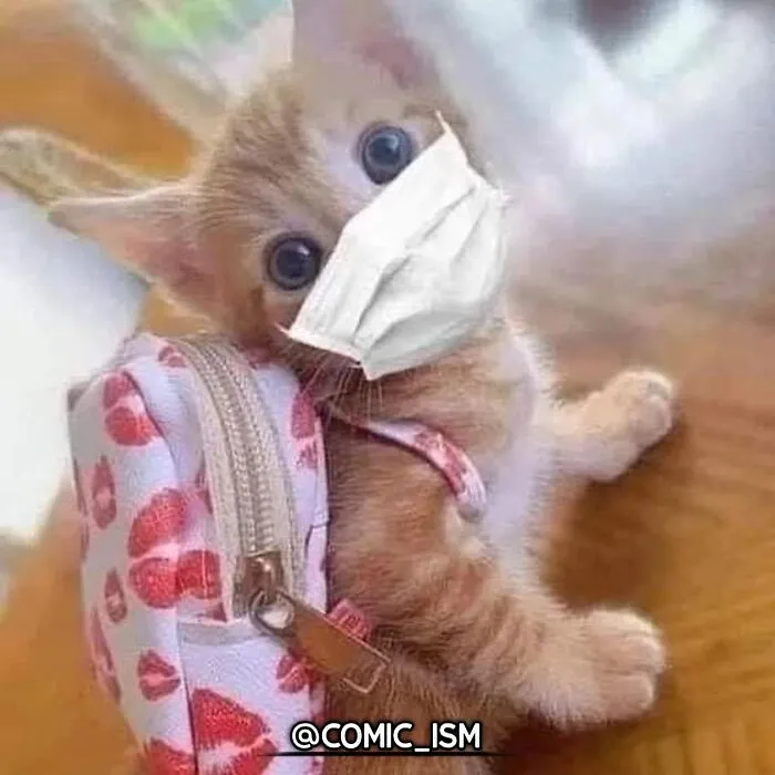31 Absolutely Adorable And Hilarious Cats That Were Sneakily Caught On Camera And Eventually End Up On 'Comicism' Instagram Page