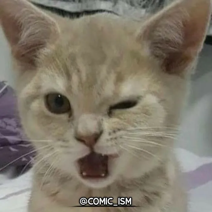 31 Absolutely Adorable And Hilarious Cats That Were Sneakily Caught On Camera And Eventually End Up On 'Comicism' Instagram Page