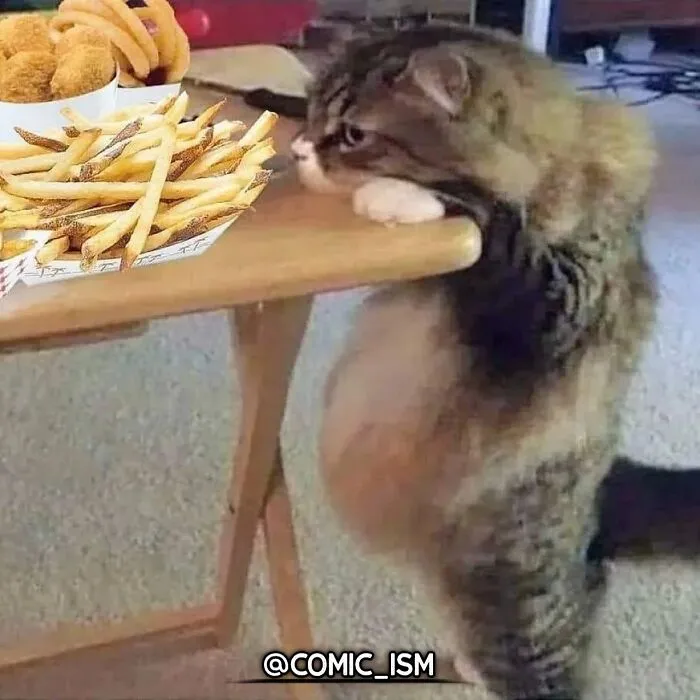 31 Absolutely Adorable And Hilarious Cats That Were Sneakily Caught On Camera And Eventually End Up On 'Comicism' Instagram Page