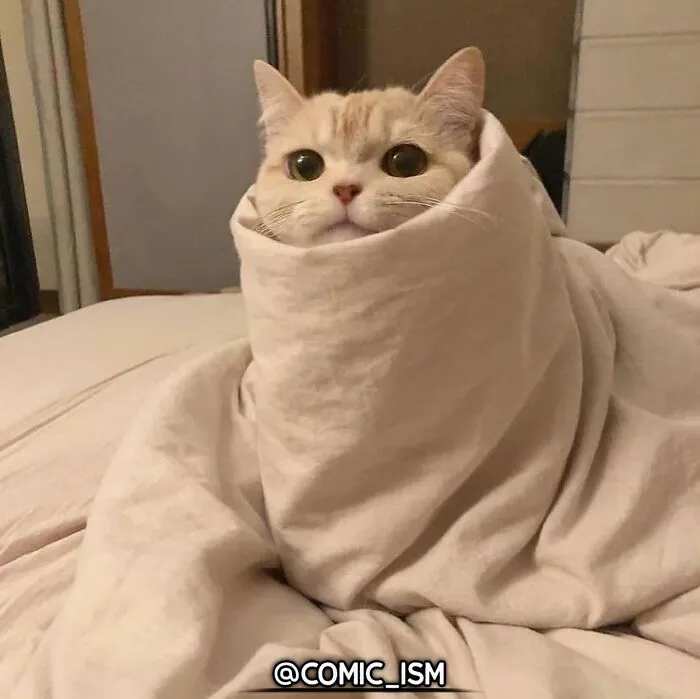 31 Absolutely Adorable And Hilarious Cats That Were Sneakily Caught On Camera And Eventually End Up On 'Comicism' Instagram Page