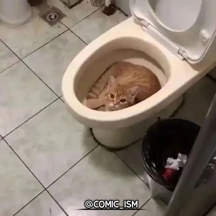 31 Absolutely Adorable And Hilarious Cats That Were Sneakily Caught On Camera And Eventually End Up On 'Comicism' Instagram Page