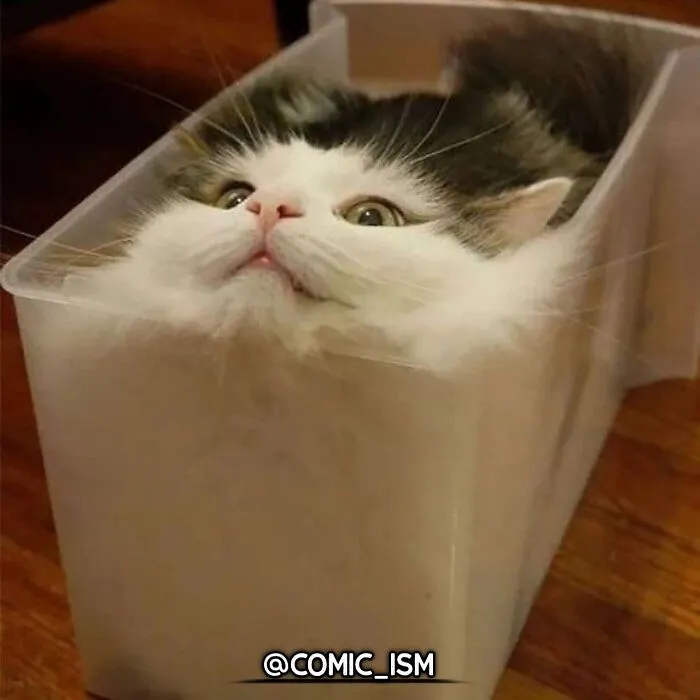31 Absolutely Adorable And Hilarious Cats That Were Sneakily Caught On Camera And Eventually End Up On 'Comicism' Instagram Page