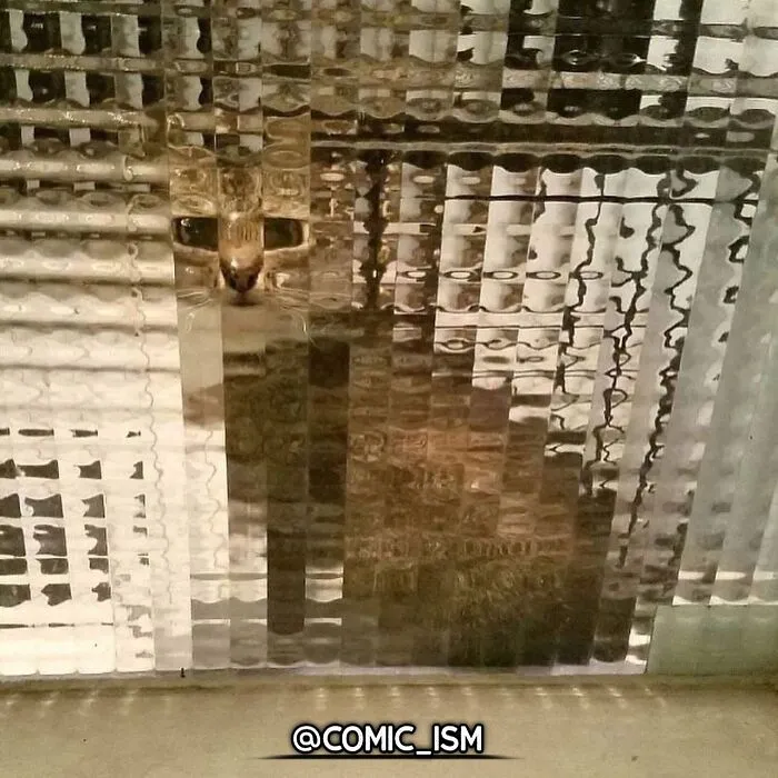 31 Absolutely Adorable And Hilarious Cats That Were Sneakily Caught On Camera And Eventually End Up On 'Comicism' Instagram Page