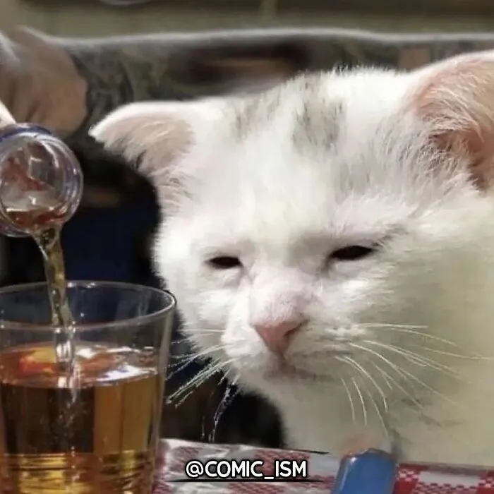 31 Absolutely Adorable And Hilarious Cats That Were Sneakily Caught On Camera And Eventually End Up On 'Comicism' Instagram Page