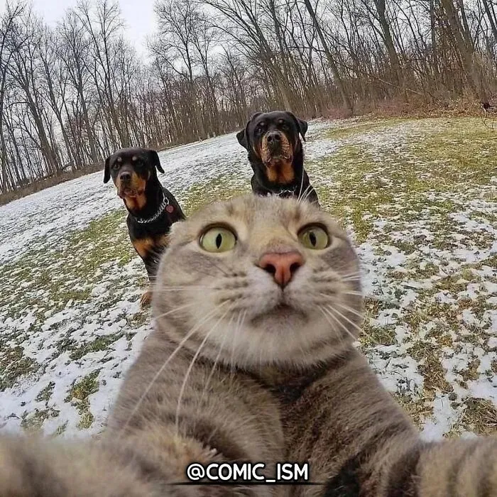 31 Absolutely Adorable And Hilarious Cats That Were Sneakily Caught On Camera And Eventually End Up On 'Comicism' Instagram Page