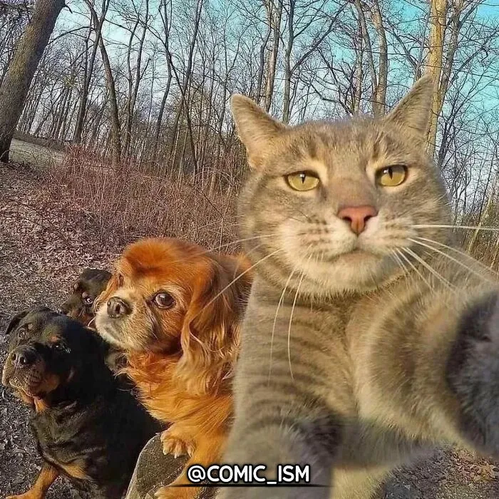 31 Absolutely Adorable And Hilarious Cats That Were Sneakily Caught On Camera And Eventually End Up On 'Comicism' Instagram Page
