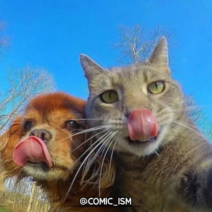 31 Absolutely Adorable And Hilarious Cats That Were Sneakily Caught On Camera And Eventually End Up On 'Comicism' Instagram Page