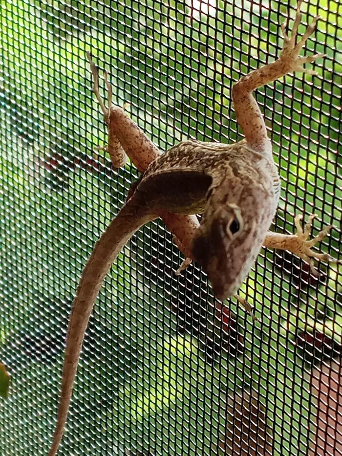 Backyard Lizard