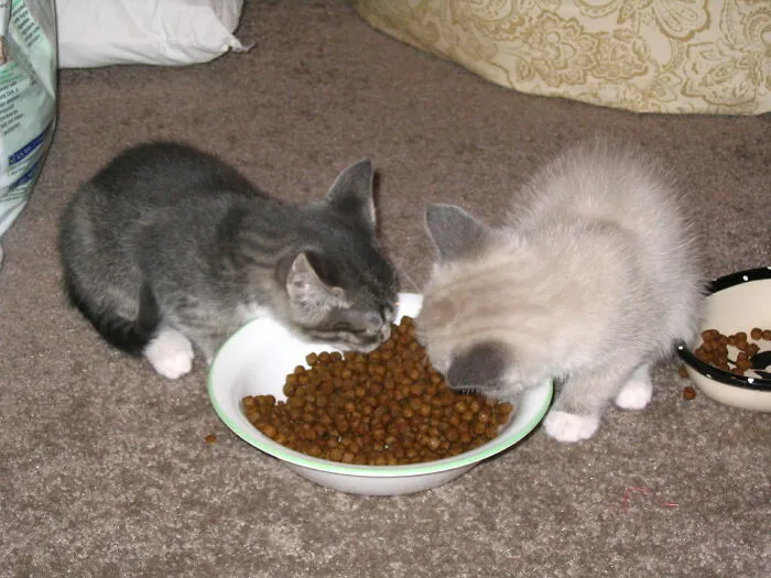 Pet Food