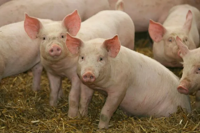 “Swine Management”