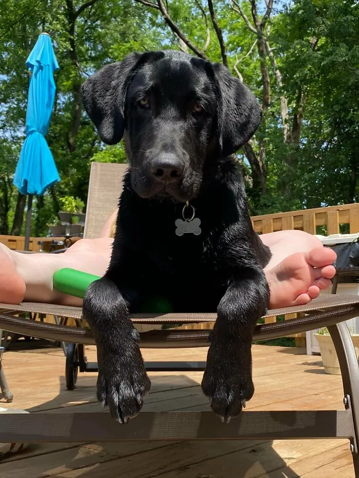 Finnigan In The Sun