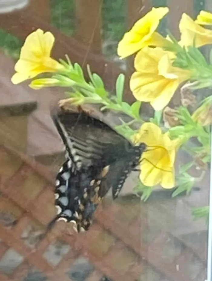 Outside My Window