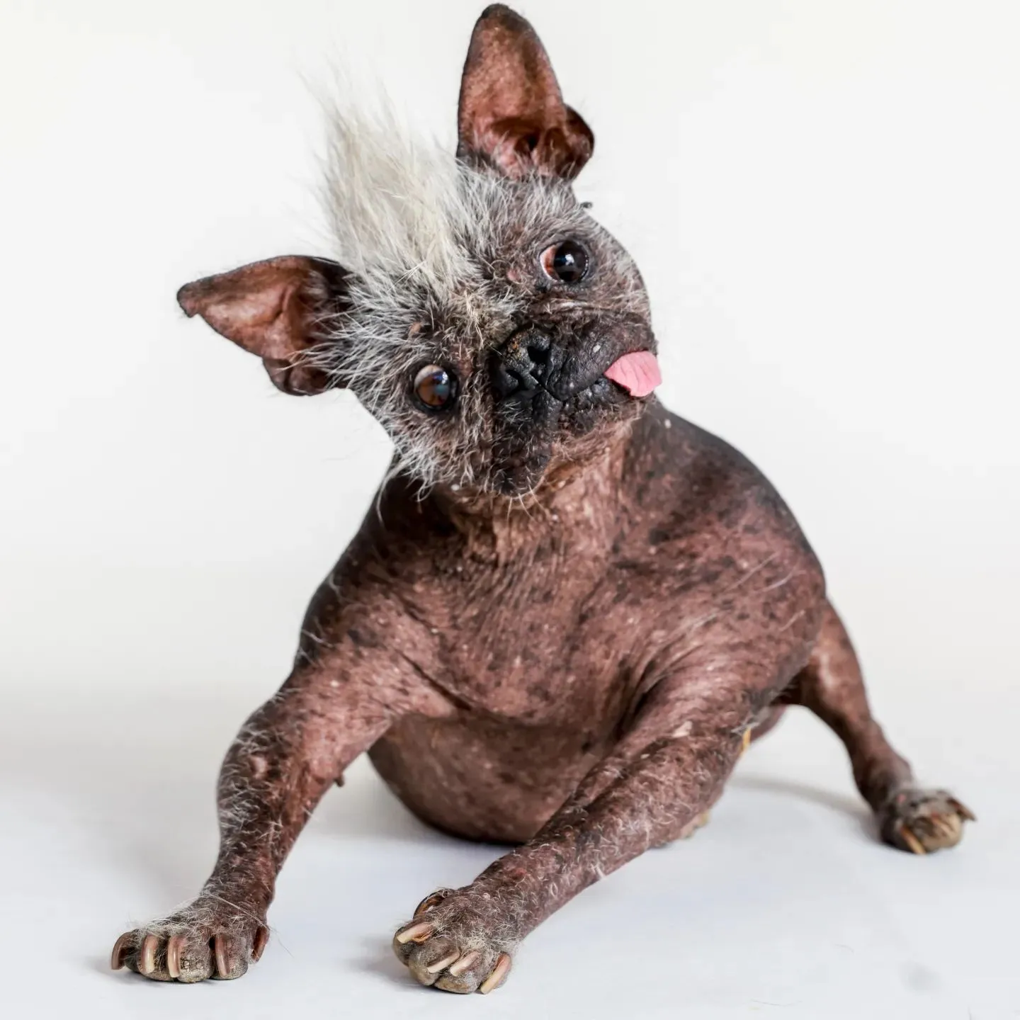 Meet Mr. Happy Face, Voted The Ugliest Dog In The World