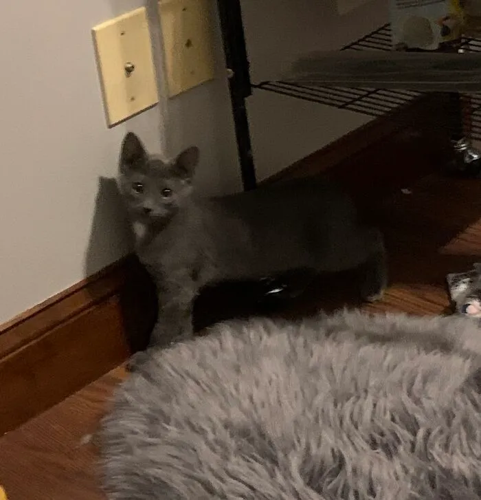 Sneaky Kitten