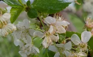 Some Photos Of Flowers And Nature That I Took (30 Pics)