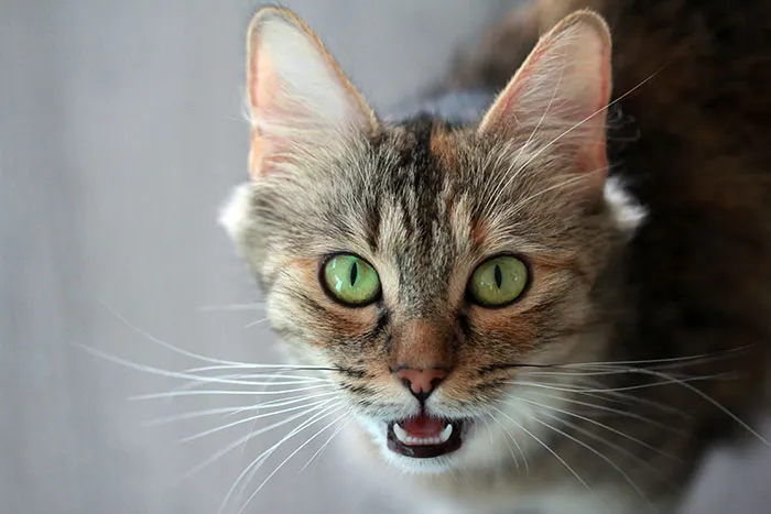Someone Asked For ‘Very Comforting Facts,’ And 35 People Delivered