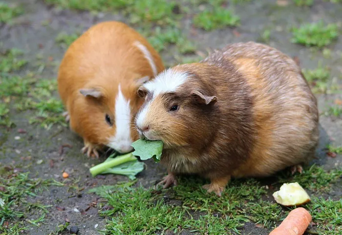 Someone Asked For ‘Very Comforting Facts,’ And 35 People Delivered