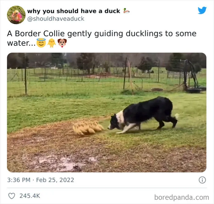 This Page "Why You Should Have A Duck" Is Dedicated To All Things Ducks And Here Are 35 Of The Best Posts