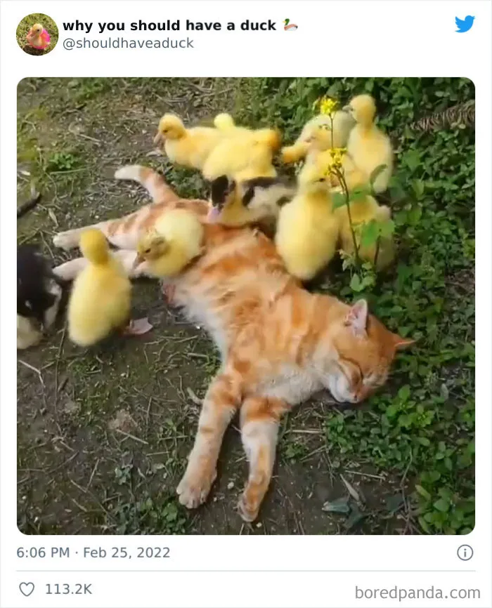 This Page "Why You Should Have A Duck" Is Dedicated To All Things Ducks And Here Are 35 Of The Best Posts