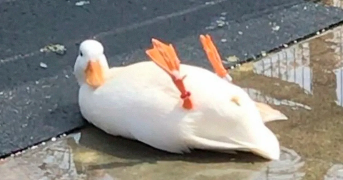 25 Publicaciones geniales de la página "Por qué deberías tener un pato"