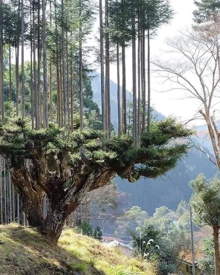 Los japoneses llevan 700 años produciendo madera sin cortar árboles. En el siglo XIV nació en Japón la extraordinaria técnica del Daisugi. En efecto, el Daisugi procura que estos árboles se planten para las futuras generaciones y no se corten, sino que se poden como si fueran bonsáis gigantescos. Al aplicar esta técnica a los cedros, la madera que se puede obtener es uniforme, recta y sin nudos, prácticamente perfecta para la construcción