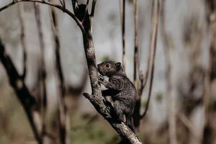 A Baby Squirrel Adopted Me, And As A Photographer, I Just Had To Give It Its Own Photoshoot (22 Pics)