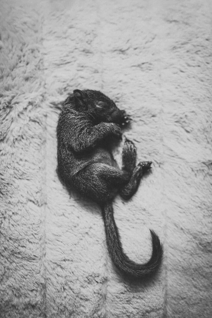 A Baby Squirrel Adopted Me, And As A Photographer, I Just Had To Give It Its Own Photoshoot (22 Pics)
