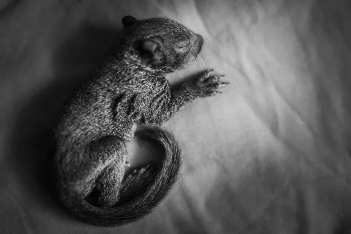 A Baby Squirrel Adopted Me, And As A Photographer, I Just Had To Give It Its Own Photoshoot (22 Pics)