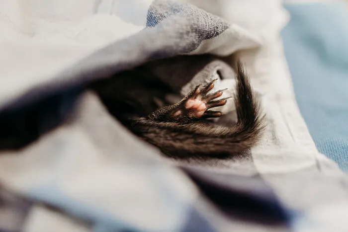 A Baby Squirrel Adopted Me, And As A Photographer, I Just Had To Give It Its Own Photoshoot (22 Pics)