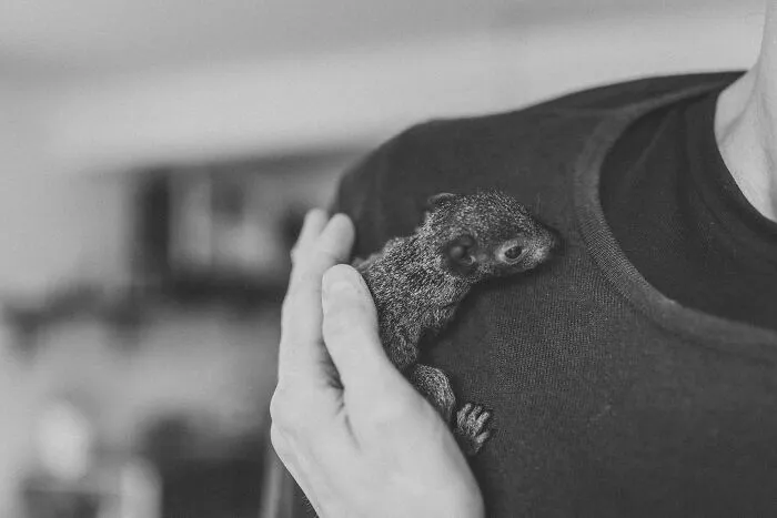 A Baby Squirrel Adopted Me, And As A Photographer, I Just Had To Give It Its Own Photoshoot (22 Pics)