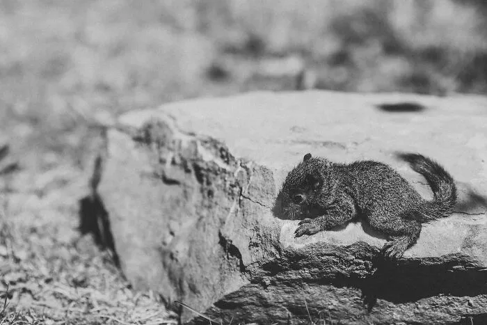 A Baby Squirrel Adopted Me, And As A Photographer, I Just Had To Give It Its Own Photoshoot (22 Pics)
