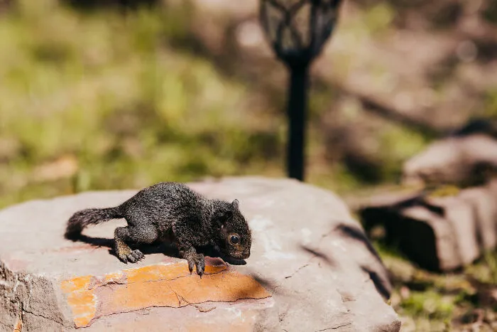 A Baby Squirrel Adopted Me, And As A Photographer, I Just Had To Give It Its Own Photoshoot (22 Pics)