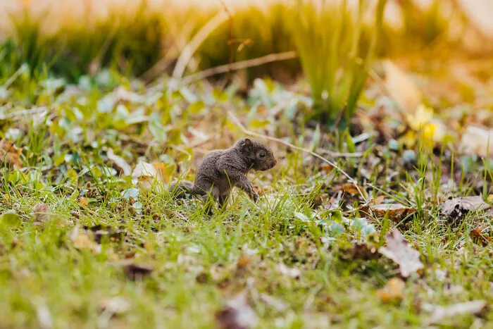 A Baby Squirrel Adopted Me, And As A Photographer, I Just Had To Give It Its Own Photoshoot