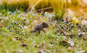 A Baby Squirrel Adopted Me, And As A Photographer, I Just Had To Give It Its Own Photoshoot (22 Pics)