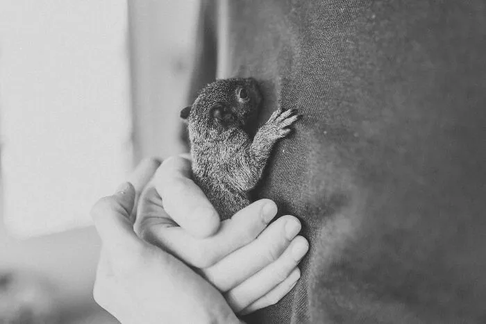 A Baby Squirrel Adopted Me, And As A Photographer, I Just Had To Give It Its Own Photoshoot (22 Pics)